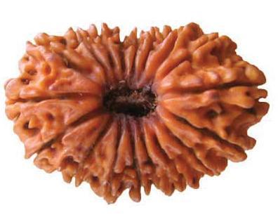 18 Mukhi Rudraksha