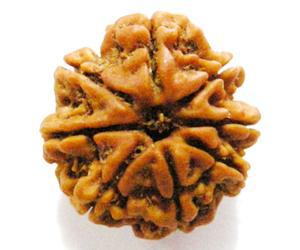 8 Mukhi Rudraksha