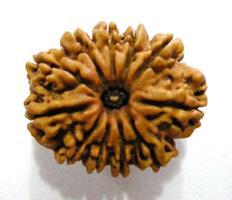 11 Mukhi Rudraksha