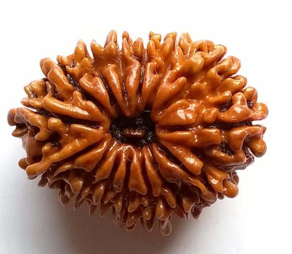 15 Mukhi Rudraksha