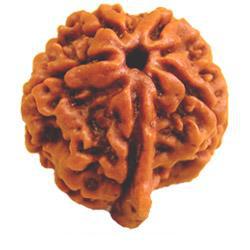 Ganesh Rudraksha