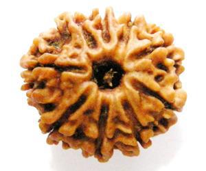 9 Mukhi Rudraksha