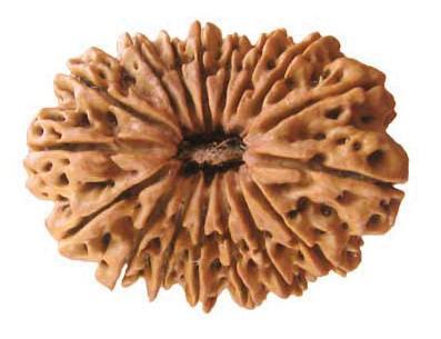 17 Mukhi Rudraksha