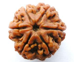 6 Mukhi Rudraksha