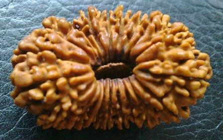 21 Mukhi Rudraksha